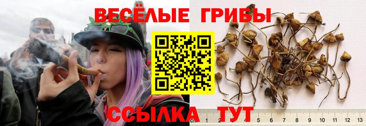 Видное  Галлюциногенные грибы Psilocybe  Вход с VPN 